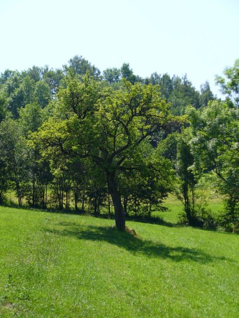 Cień drzewa - kliknij żeby powiększyć