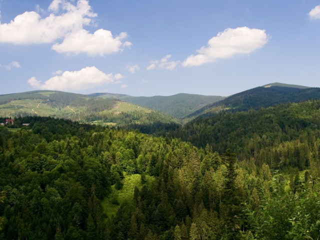 Górski las - kliknij żeby powiększyć