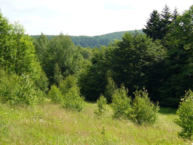 Hala Malinowe - kliknij żeby powiększyć