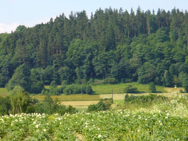 Kapliczka w cieniu drzew - kliknij żeby powiększyć