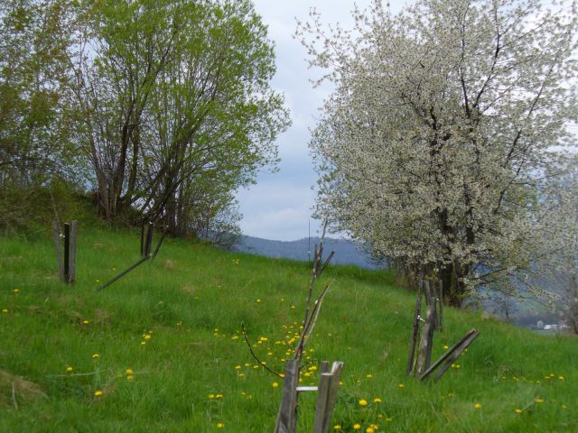 Łąka i drzewa - kliknij żeby powiększyć