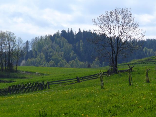 Płot na zielonej łące - kliknij żeby powiększyć