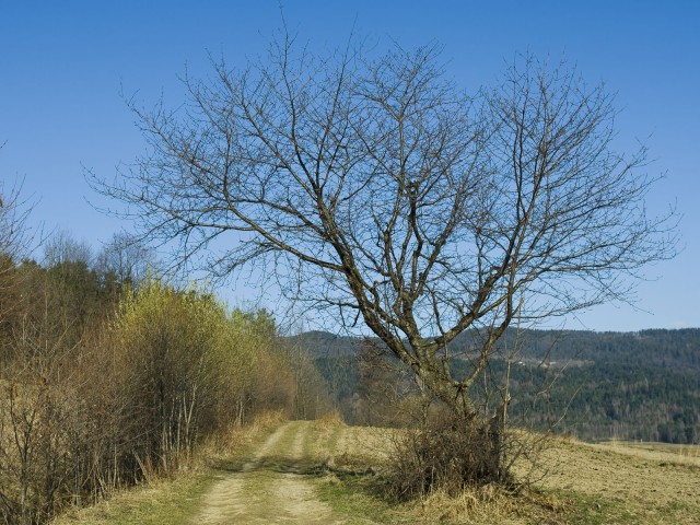 Początek wiosny - kliknij żeby powiększyć