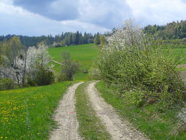 Polna droga - kliknij żeby powiększyć