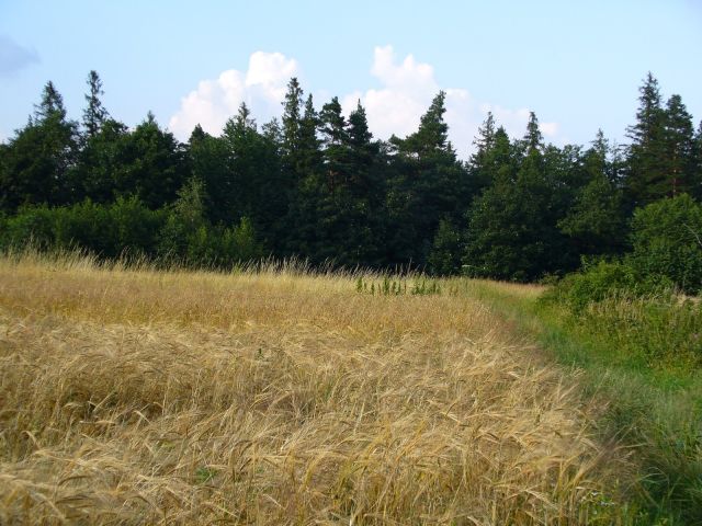 Zboże - kliknij żeby powiększyć