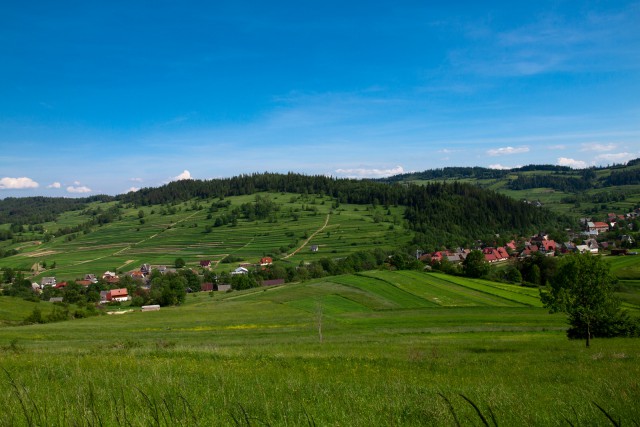 Zielona Sidzina - kliknij żeby powiększyć