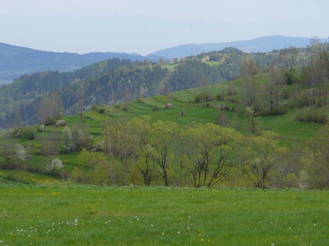 Zielone wzgórze - kliknij żeby powiększyć