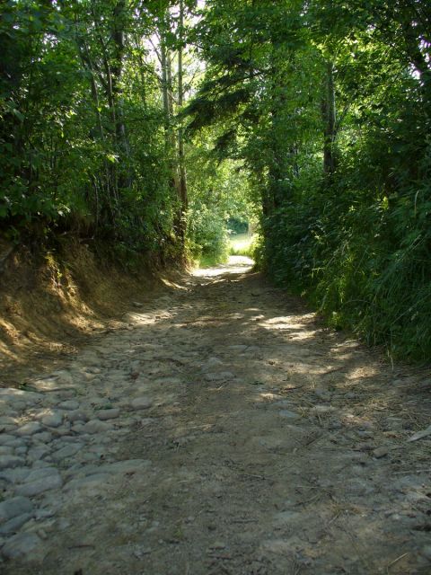 Zielony tunel - kliknij żeby powiększyć