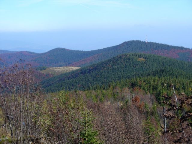 Złota Grapa - kliknij żeby powiększyć