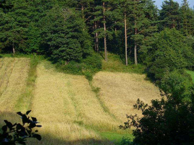 Żniwa - kliknij żeby powiększyć