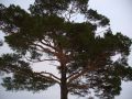 Drzewo na tle nieba w Sidzinie