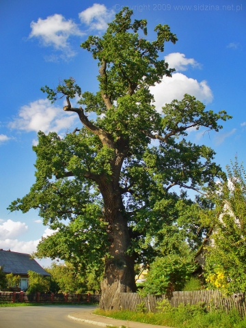 Dąb