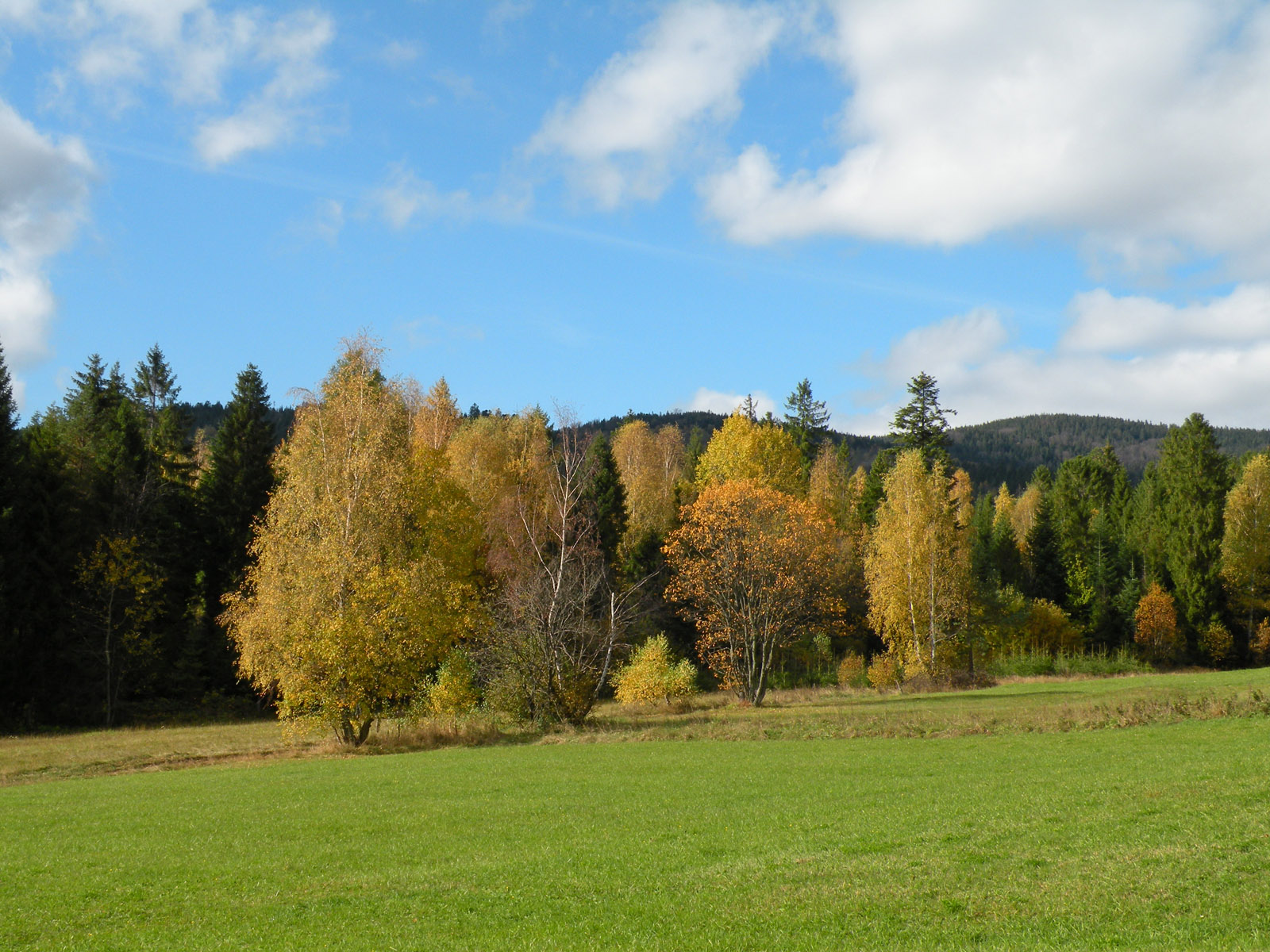 Jesienne liście