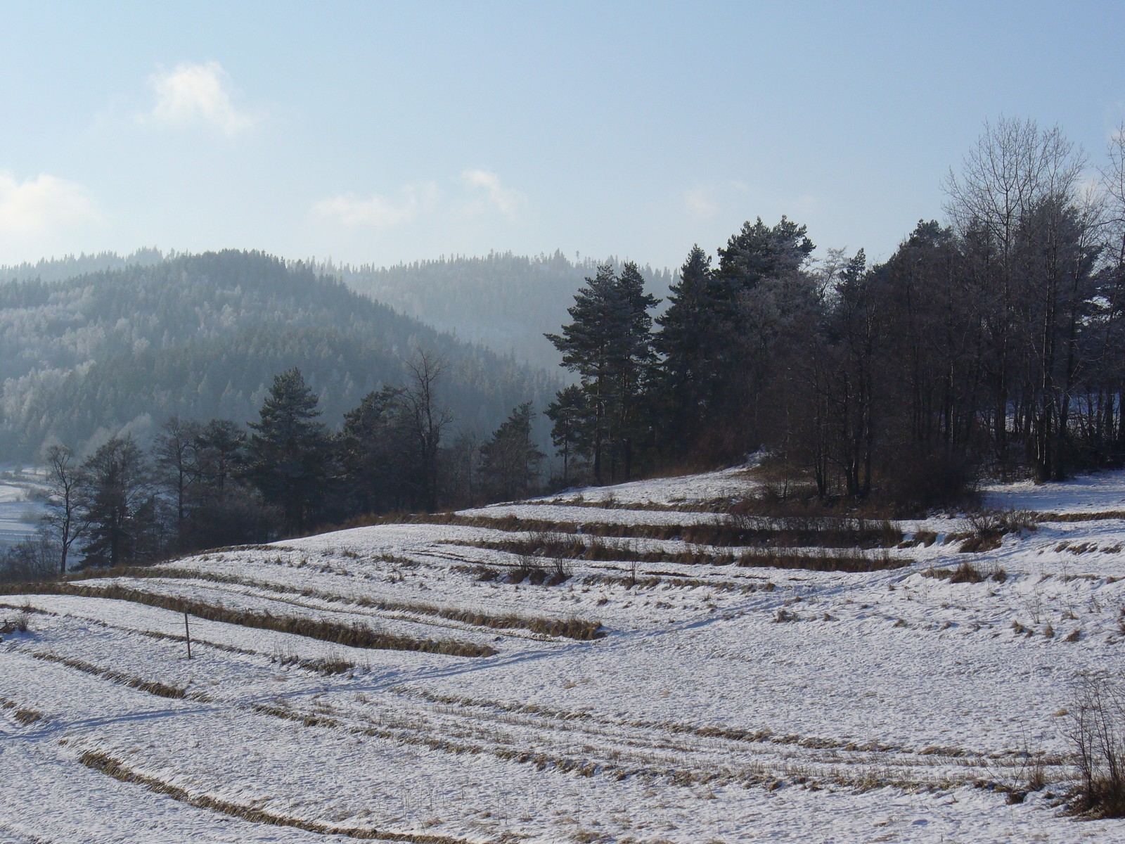 Łagodny stok i las