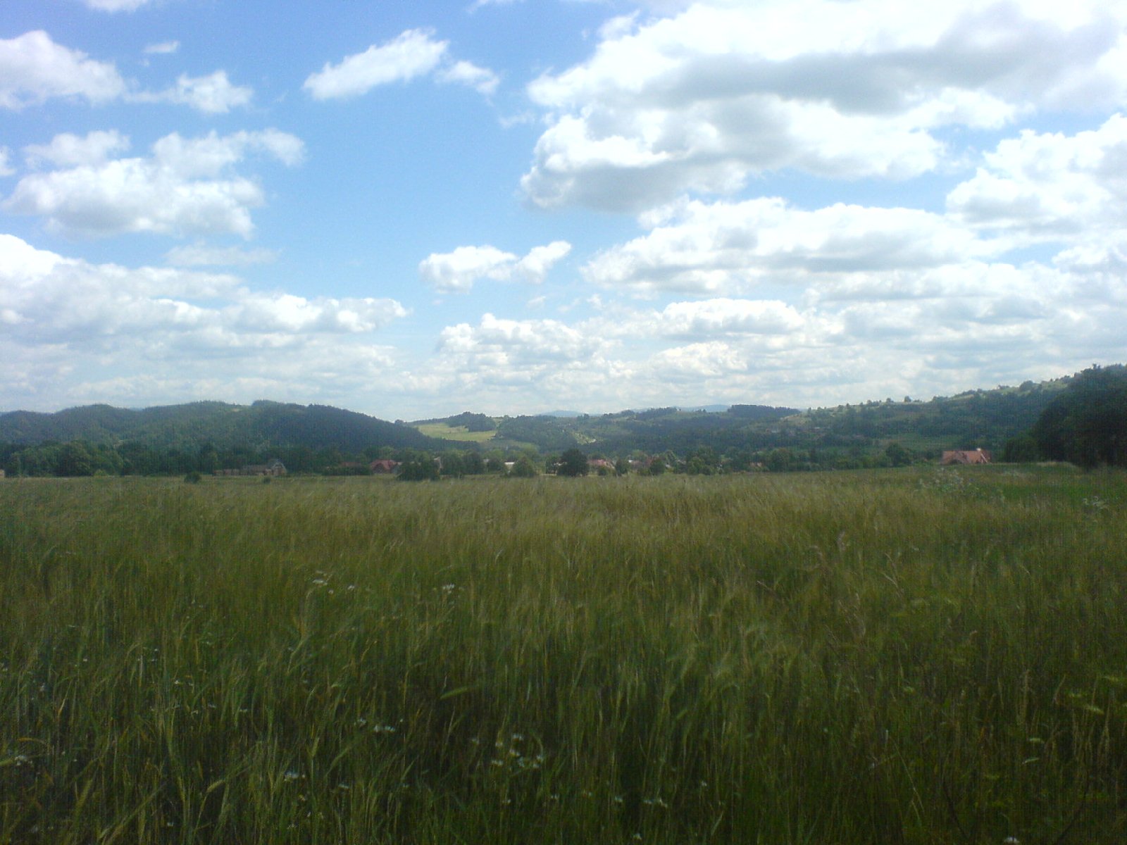 Zboże i chmury