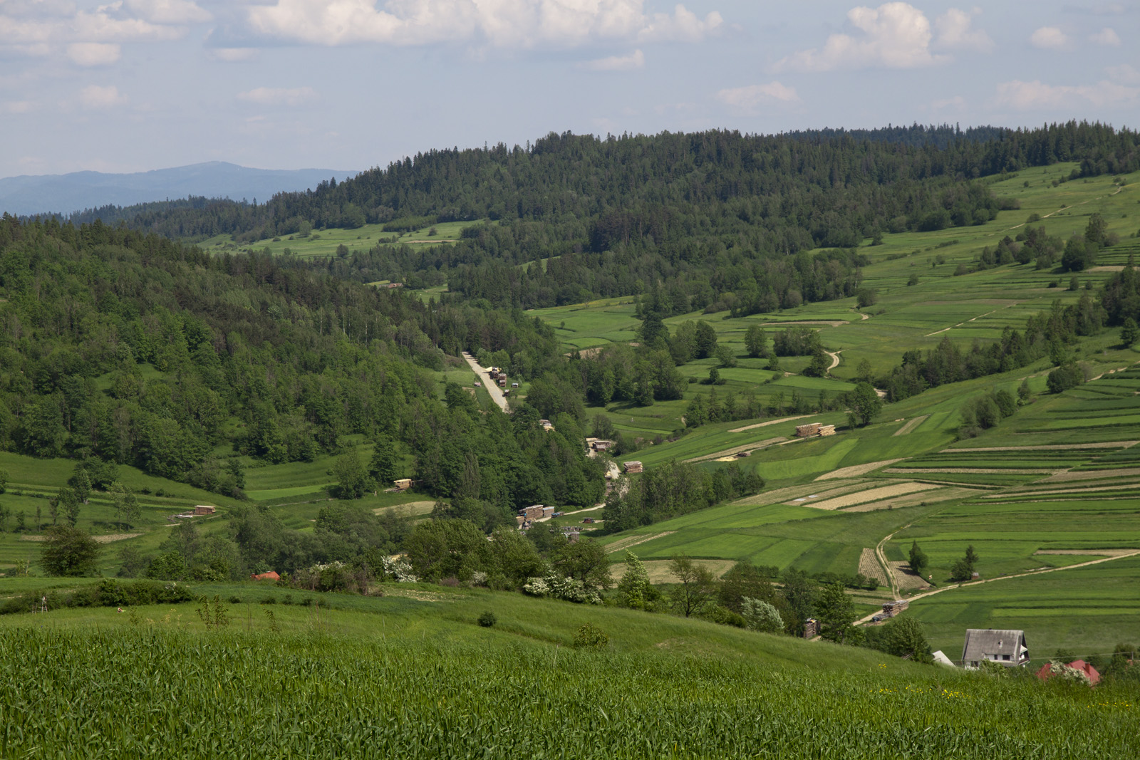 Zielona dolina